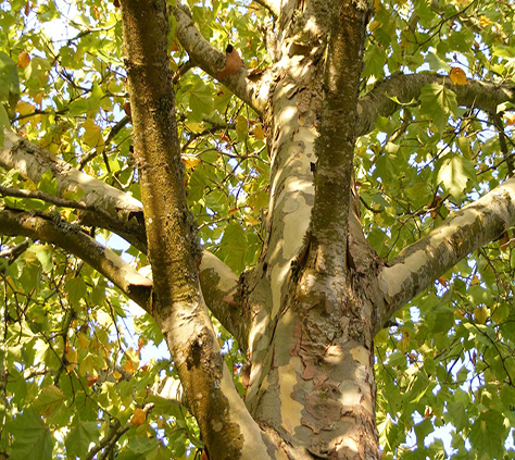 Plataneroa Plataneroa