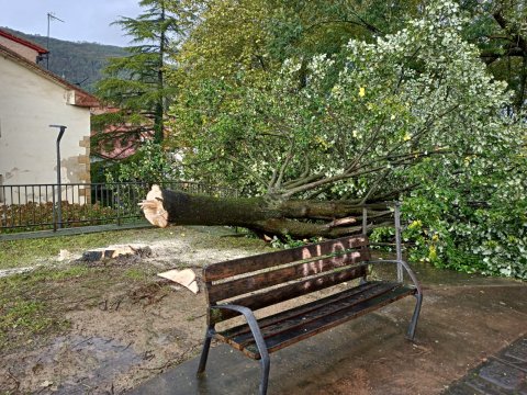 Se ha derribado un árbol que estaba a punto de caerse en el Parque Markesane 