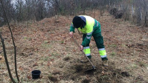 Trabajos forestales